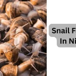 Snail farming in Nigeria