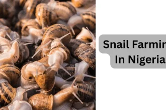 Snail farming in Nigeria