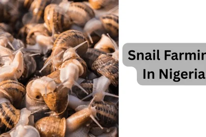 Snail farming in Nigeria