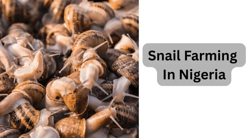 Snail farming in Nigeria