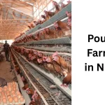poultry farming in Nigeria