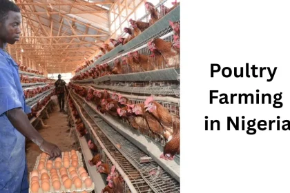 poultry farming in Nigeria