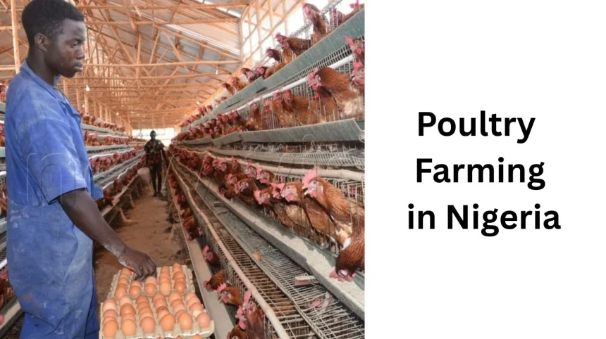 poultry farming in Nigeria